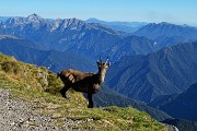 59 Lo stambecco osserva bene mantenendo le debite distanze
